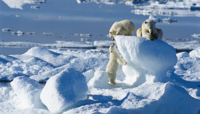 Eisbärenmuter mit zwei Jungen