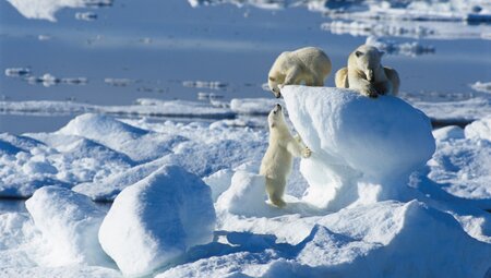 Nordspitzbergen Science Basecamp - Auf der Suche nach Eisbären und Packeis