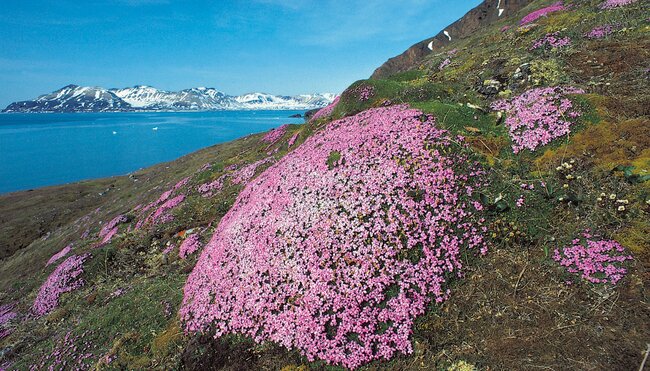 Saxifrage-Blüte auf Spitzbergen im arktischen Sommer