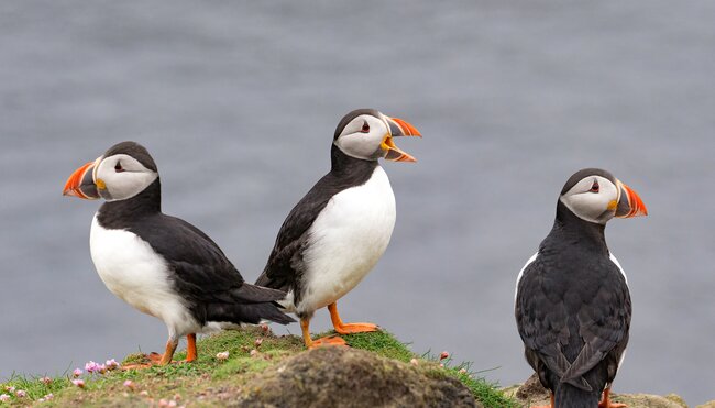 Papageientaucher auf der Fair Isle