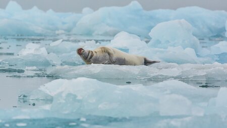 Arctic Ocean Expedition: Bremerhaven - Fair Isle - Jan Mayen - Eiskante - Spitzbergen - Vogelkunde