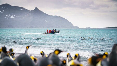 Falkland-Inseln – Südgeorgien – Antarktische Halbinsel 21 Tage