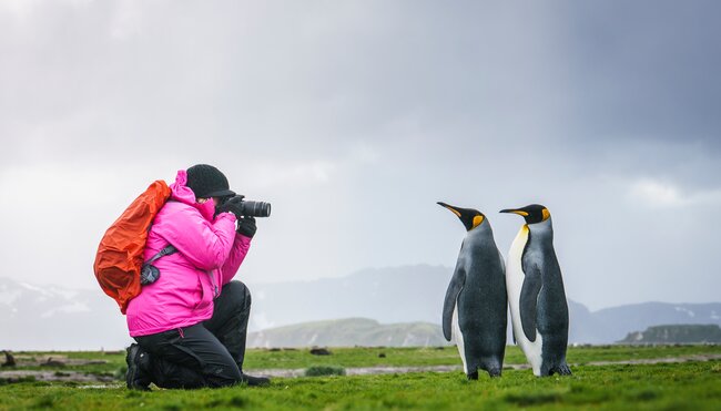 Fotograf Pinguine
