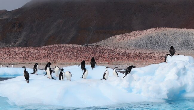 Pinguine Antarktis