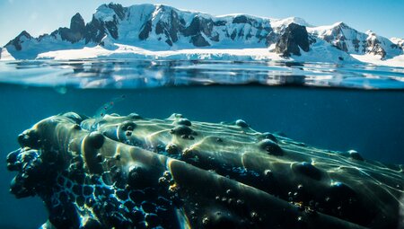 Antarktische Halbinsel - Polarkreis: Entdeckung des tiefen Südens | 13 Tage