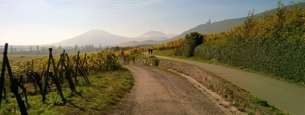 Weinberge Elsass