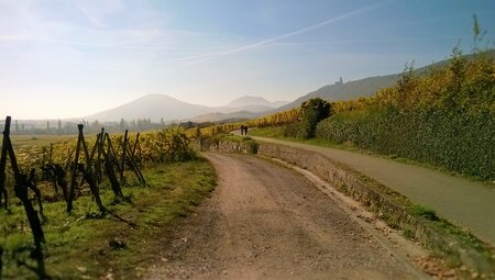 Weinroute mit tollen Ausblicken auf Süd Vogesen - von Barr nach Kaysersberg