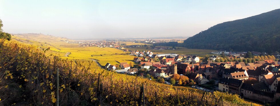 Weinberge Elsass