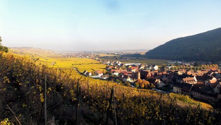 Durch Weinberge und Vogesengipfel