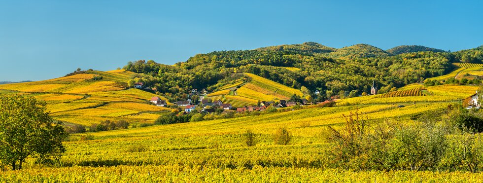 Weinberge Elsass