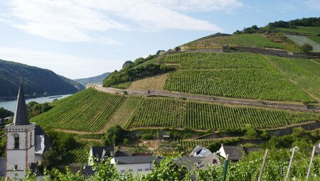 Rhein: Winzertour durch 4 Weinanbaugebiete