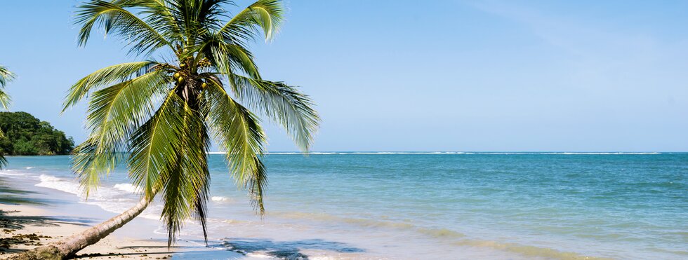 Palme am Strand von Cahuita