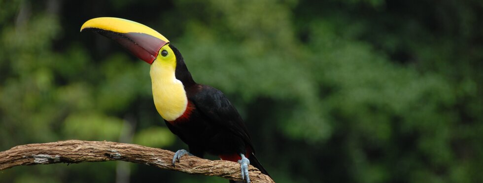 Tukan in Costa Rica