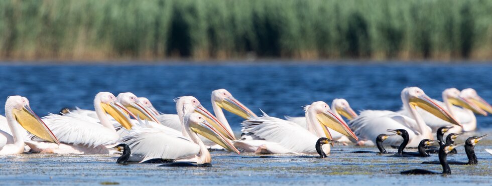 Pelikane im Donaudelta