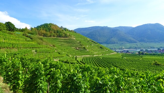 Weinberge am Donauradweg bei Spitz