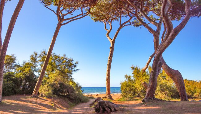 Kiefern bei Elba in der Baratti Bucht