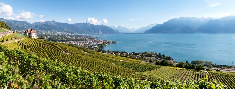 Weinberge bei Lavaux am Genfer See