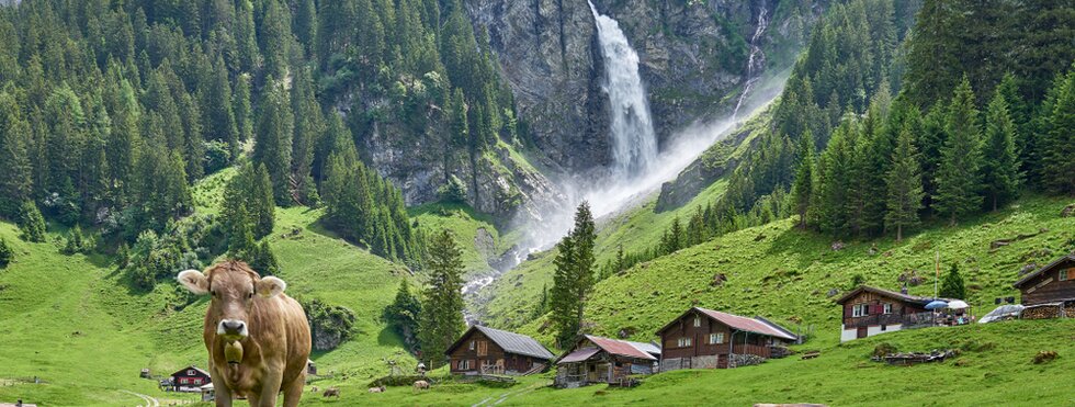 Kuh vor dem Wasserfall Altdorf im Kanton Uri, Schweiz