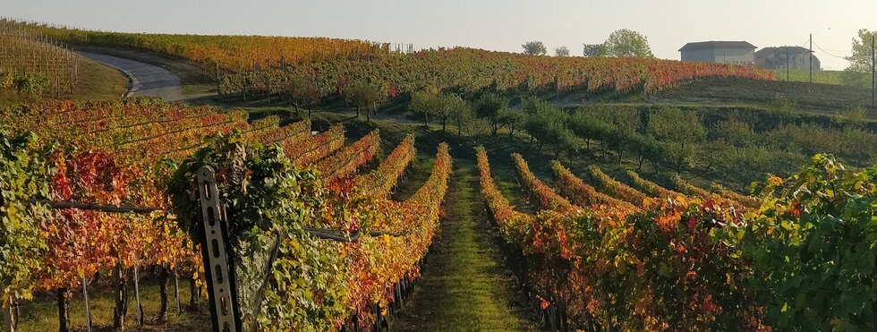 Weinreben im Piemont