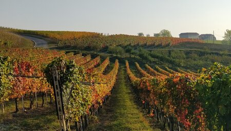 Piemont - Von Barolo bis Barbaresco