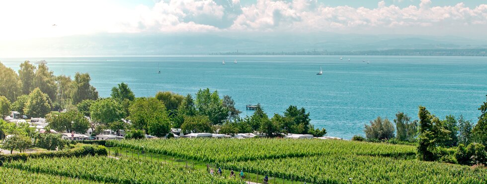 Radfahrer in einer Obstplantage am Bodensee