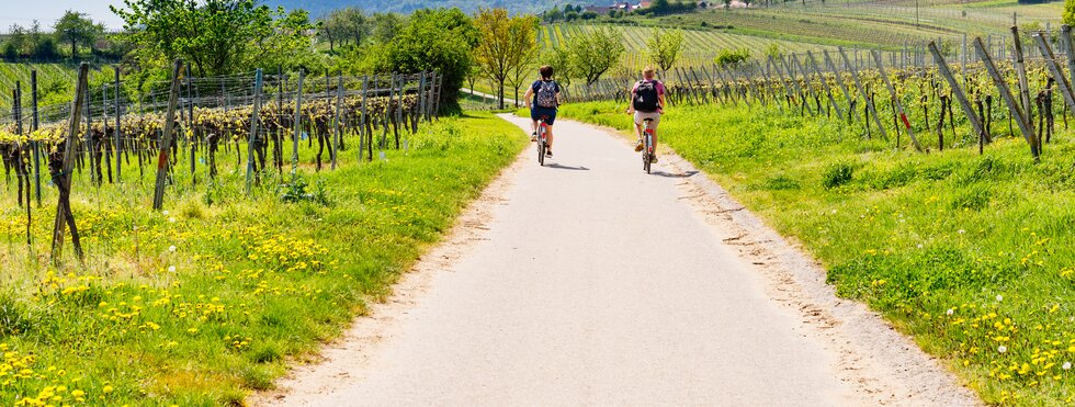 Zwei Radfahrer in den Weinbergen in der Pfalz