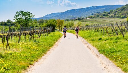 Pfalz - geführte E-Bike Reise - zu Staufern und Saumagen