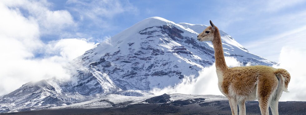 Vicuna vor dem Chimborazo