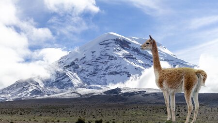 Ecuador und Galapagos Highlights