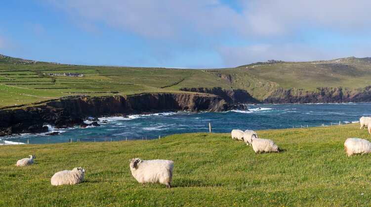 Dingle Way Dingle Way