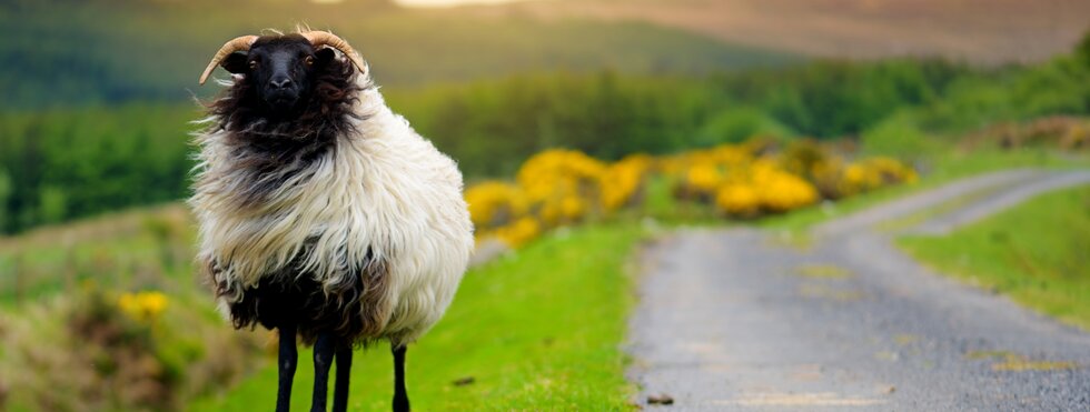 Schaf in Connemara