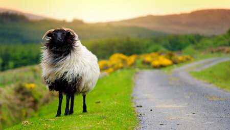 Connemara zu Fuß und aus dem Sattel erkunden