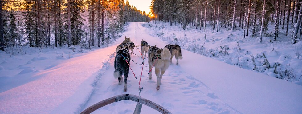 Schlittenhunde in Lappland