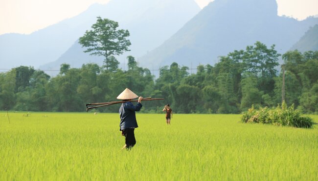 Einheimischer im Reisfeld in Vietnam