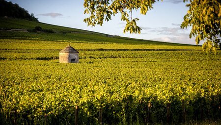 Rail & Hike - Weinwandern im Burgund und der Provence