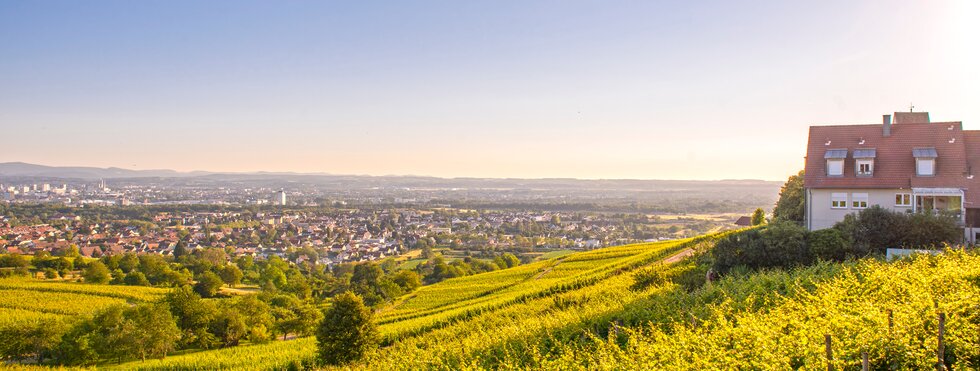 Blick über Weinberge bei Lörrach