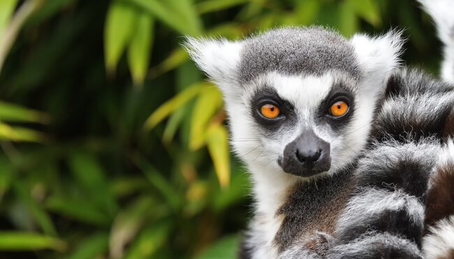 Die Highlights von Madagaskar erleben