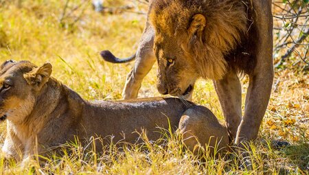 Kalahari: Namibia und Südafrika