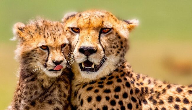Amboseli:Kenia