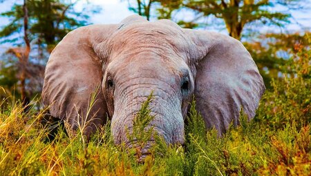Ngorongoro:Tansania