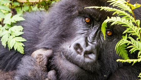 Gorilla:Uganda