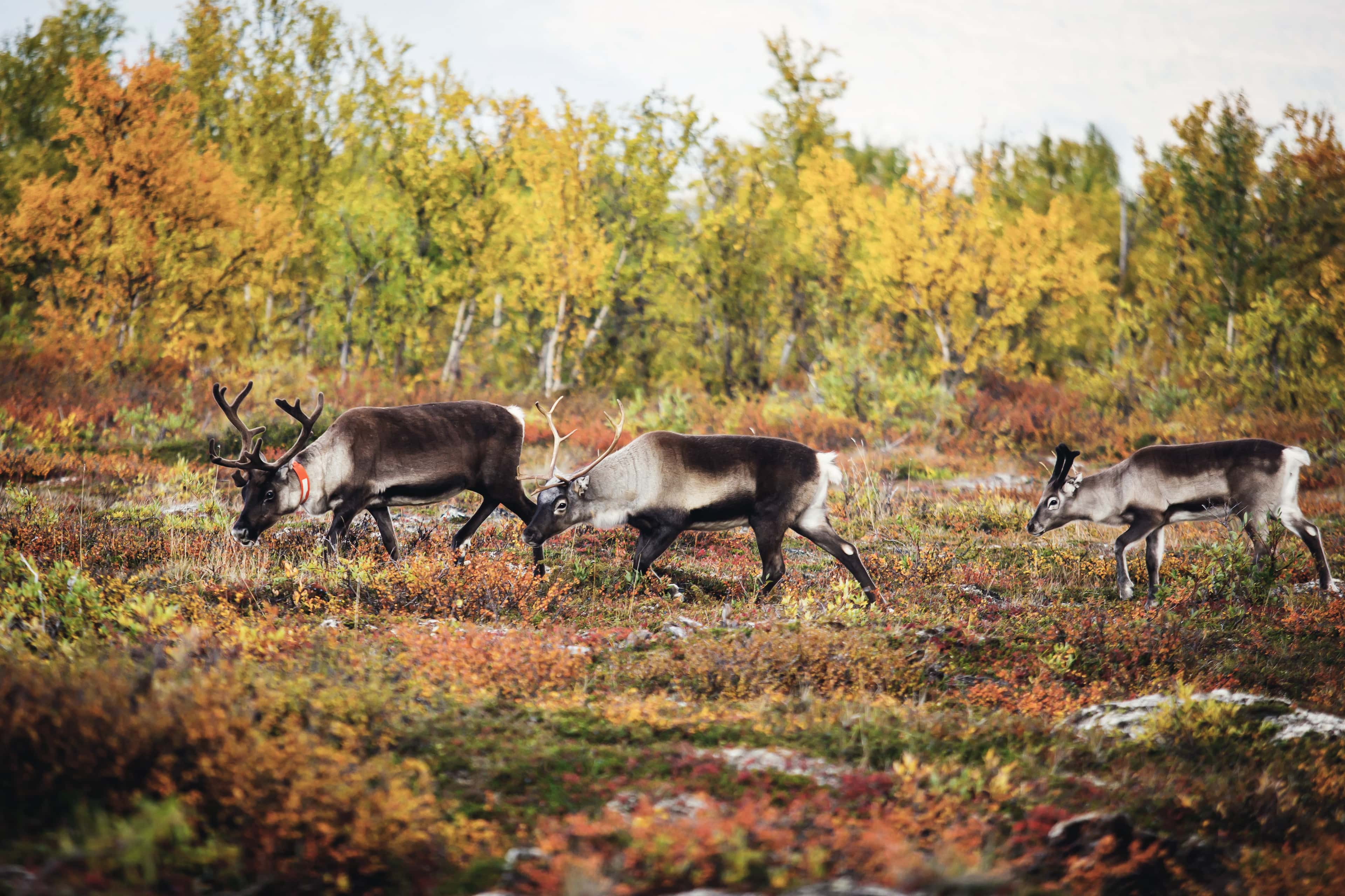 Eine Gruppe Rentiere im Abisko Nationalpark in Schweden | © shutterstock.com