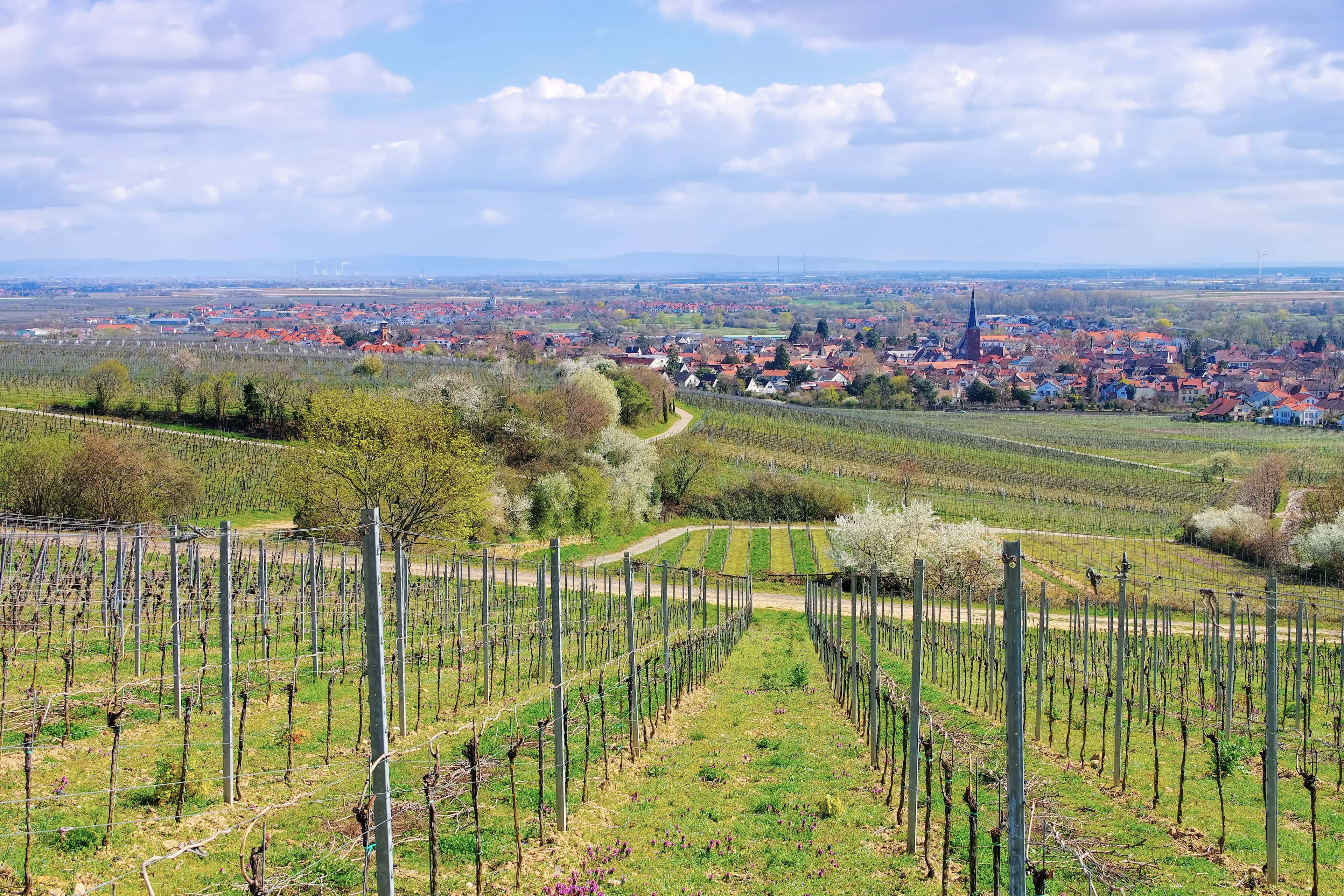Umgebung von Deidesheim | © shutterstock.com