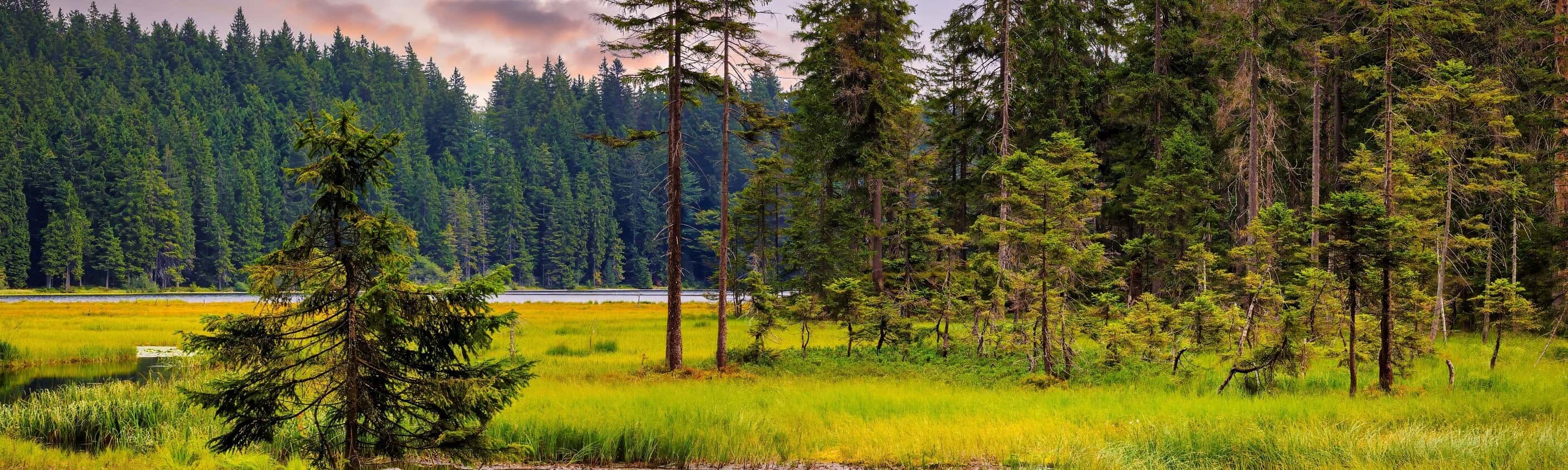 Die Highlights im Nationalpark Bayerischer Wald erwandern