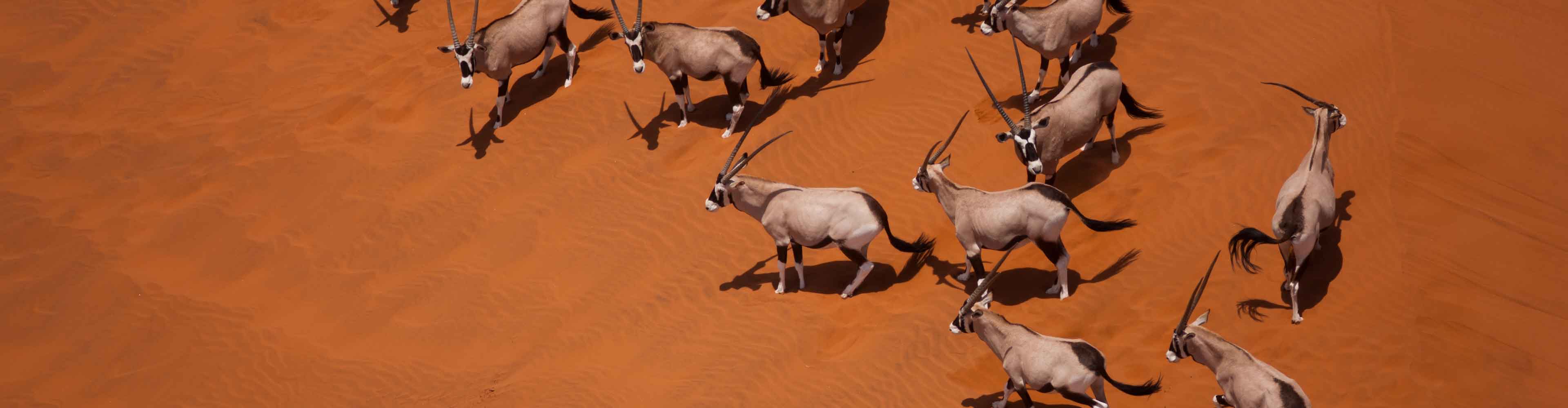 Southern Africa Adventure - 1