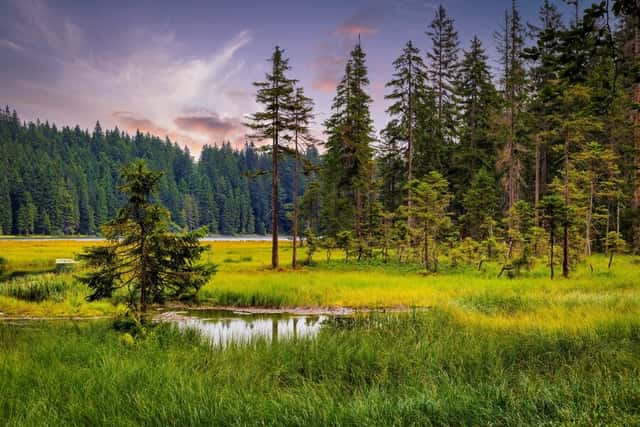 Die Highlights im Nationalpark Bayerischer Wald erwandern