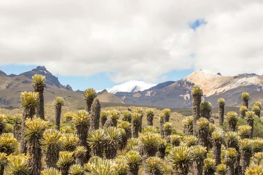 Kolumbien: Andentrekking im Cocuy und Los Nevados