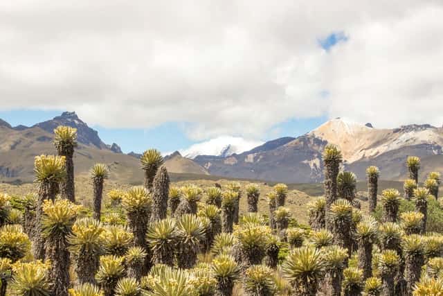 Kolumbien: Andentrekking im Cocuy und Los Nevados