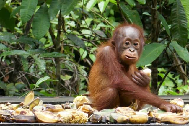 Kalimantan und Sulawesi - Bei Orangs und Büffeln