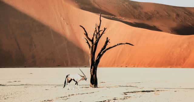 Das Sossusvlei in Namibia: Top 5 Highlights & Tipps